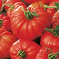 Nasiona pomidora Marmande Premium Seeds 0,50 g czerwone