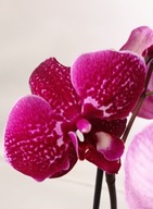 PHALENOPSIS storczyk 4