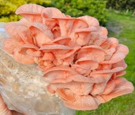 Boczniak Różowy, grzybnia, gotowy zestaw do uprawy