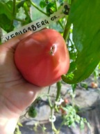 Pomidor Kenigsberg Oxheart rosyjskie bawole serce nasiona kolekcjonerskie