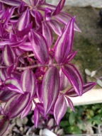 trzykrotka zebrina pink paradise