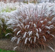 Miskant Purple Prince P9