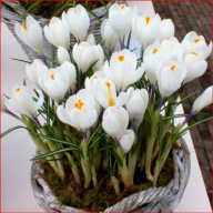 KROKUS ZWIASTUN WIOSNY BIAŁY W POJEMNIKU 10 CM P9 WIELOLETNI MROZOODPORNY