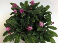 Fiołek afrykański @cięty liść @ Senk’s Azalea Trail @ miniatura @ trailer