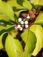 DEREŃ BIAŁY sadzonki DOSKONAŁY NA SZPALERY 10 SZT