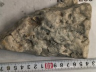 Skamieliny koralowce minerały