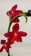 storczyk oncidium cambria 11