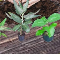 Żyworódka zdrowa lecznicza sadzonka młoda pinnata i daigremontiana WARTO!