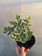 Krzewinka Hebe 'Katrine' 3L