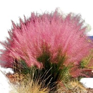 Trawa różowa, wieloletnia "Wata cukrowa"