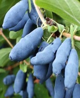 JAGODA KAMCZACKA ATUT PLENNA ODMIANA