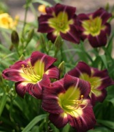 LILIOWIEC NIGHT BEACON piękne żółte gardło SADZONKI 1 litr