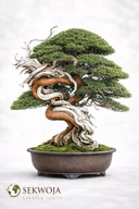 dla miłośników BONSAI Jałowiec 'SHIMPAKU' NAJPIĘKNIEJSZY I PEWNY, PRODUCENT