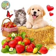 SŁOMA ŚCIÓŁKA DO OGRODU 4KG POD WARZYWA KOMPOST LEGOWISKO DLA PSA GRYZONI