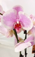 PHALENOPSIS storczyk 13.5