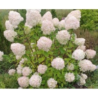 Hortensja bukietowa 'Bombshell' Duża sadzonka