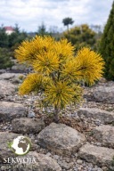 NOWA ZIMOWA PEREŁKA Sosna górska 'Pévé Roam' Pinus mugo