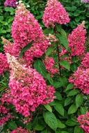 HYDRANGEA PANICULATA Hortensja bukietowa PINKI WINKI sadzonka 2l
