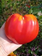 Pomidor Dłoń Ruka rosyjskie bawole serce nasiona kolekcjonerskie