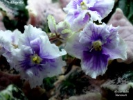 Fiołek afrykański @cięty liść @ N-Allegretto @ standard@