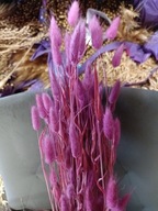 dmuszek jajowaty lagurus naturalny suszony bukiet róż