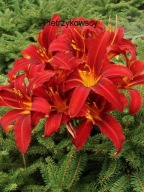 LILIOWIEC SAMMY RUSSEL piękna czerwień SADZONKI hemerocallis