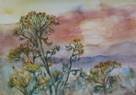 kwiaty ,łąka Akwarela Sabina Salamon 36x25