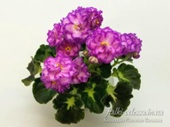 Fiołek afrykański# LF-Devochka s Veerom #Liść