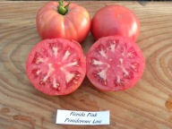 Pomidor Florida Pink malinowy befsztyk stara odmiana