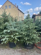 Świerk kłujący srebrny 150-170cm