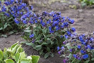 MIODUNKA WĄSKOLISTNA "BLUE ENSIGN" Pulmonaria sadzonka
