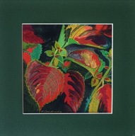 kwiaty kwiat Koleus Pokrzywa Brazylijska akwarela na papierze