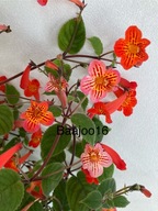 Achimenes pedunculata - kłącze