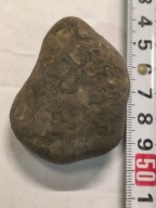 Agat mszysty muszlowy