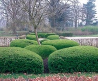 Wiciokrzew Elegant Zimozielone krzewy na żywopłoty obwódki za bukszpan