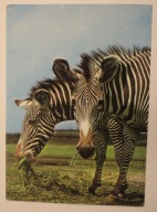 KATOWICE - CHORZÓW. ZOO Śląski Ogród Zoologiczny. Zebra Grevyego