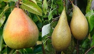 Grusza DUO KLAPSA + KONFERENCJA – dwa owoce na jednym drzewku