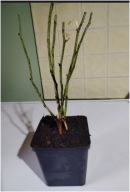 DZIKA RÓŻA LAXA SADZONKA W POJEMNIKU 20 cm NA ZYWOPŁOTY JADALNA NA DŻEMY