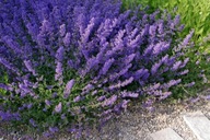 Kocimiętka właściwa sadzonka w pojemniku 10 cm dla kota