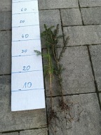 Świerk pospolity na żywopłot zalesienia sadzonki 100 sztuk