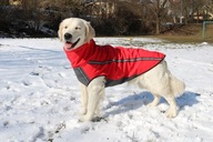 Kurtka dla psa, softshel dla golden retrivera