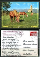 K24726)Karta Zwierzecia: Kon Haflinger, wyslany