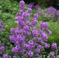 Wieczornik damski - 150 nasion