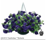 Petunia PEŁNA Tumbelina Belinda