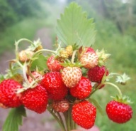 POZIOMKA CAŁOROCZNA REGINA GIGANT W DONICZCE DUZA SADZONKA AROMATYCZNA
