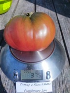 Pomidor Czekoladowy z Kazachstanu pyszne serce nasiona kolekcjonerskie