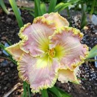 Liliowiec Lavender TuTu