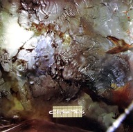 Cocteau Twins Head Over Heels LP Winyl