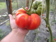 Pomidor Matka Rosja pyszna rosyjska befsztykowa