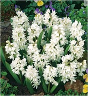 Puschkinia - Puszkinia Biała Alba sadzonka w doniczce 10 cm miododajna